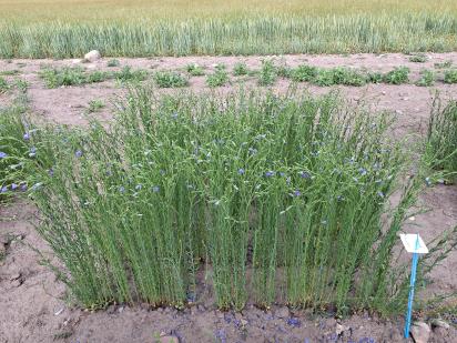 Click for 1 image(s) for this accession.